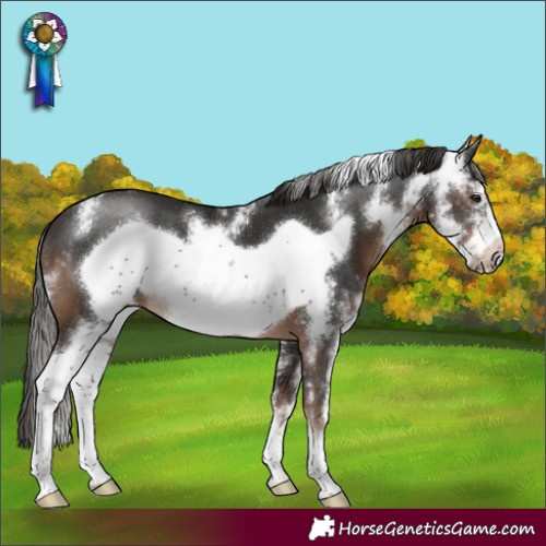 Horse Color:Liver Chestnut Sabino Frame 