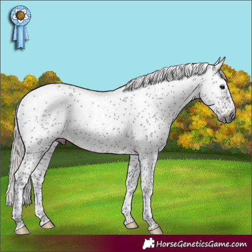 Horse Color:Gray Silver Black Sabino Appaloosa 