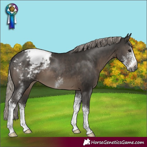 Horse Color:Gray Silver Black Sabino Appaloosa