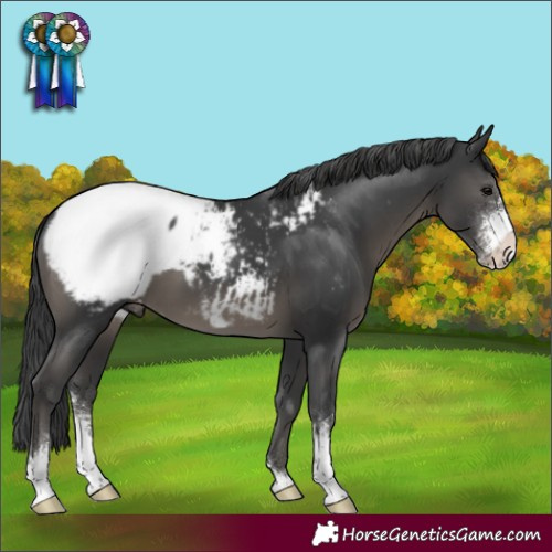 Horse Color:Black Sabino Appaloosa 