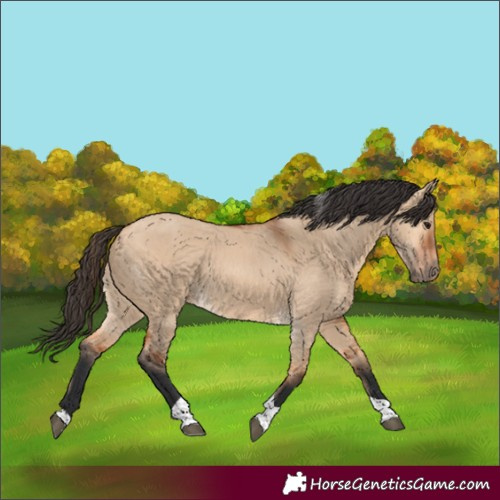 Horse Color:Bay Dun Tobiano