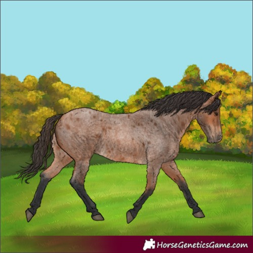 Horse Color:Bay Roan 