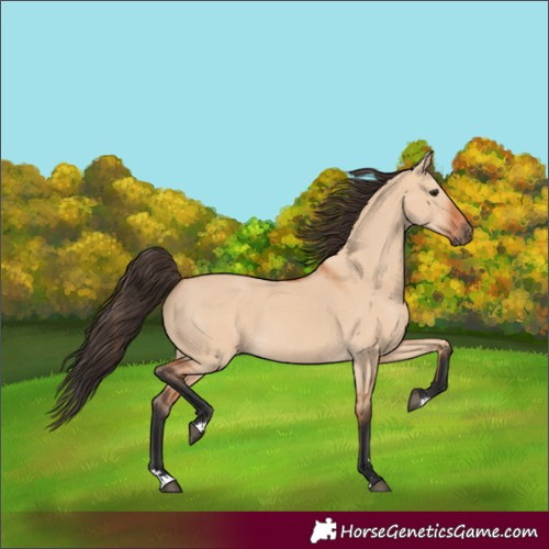Horse Color:Bay Dun