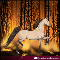 Horse Color:Bay Dun 