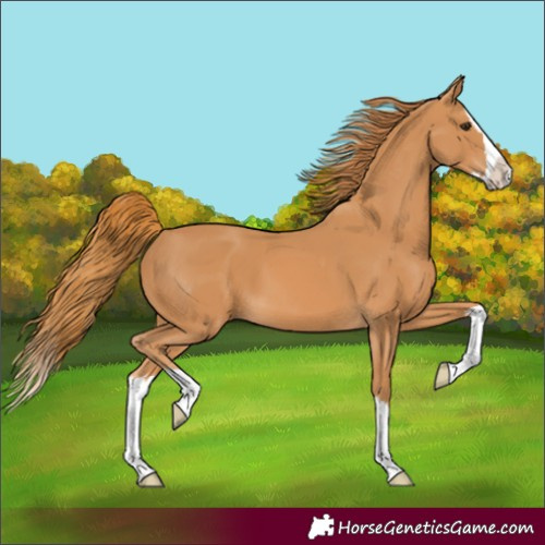 Horse Color:Chestnut Splash 