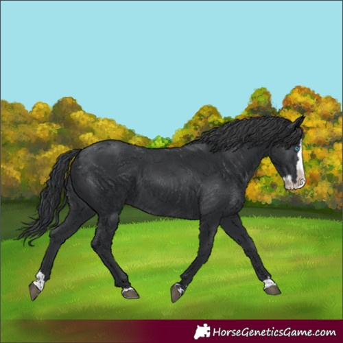Horse Color:Black Splash