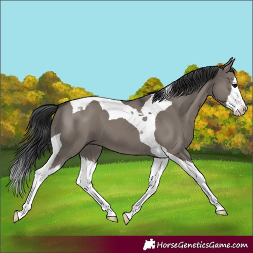 Horse Color:Grullo Splash Tobiano 