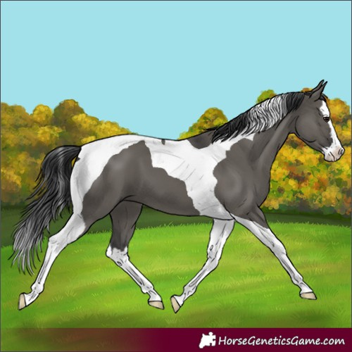 Horse Color:Grullo Splash Tobiano