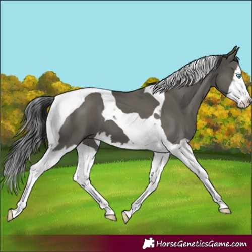 Horse Color:Grullo Splash Tobiano