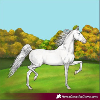 Horse Color:Silver Classic Cream Champagne Pearl Tobiano Rabicano