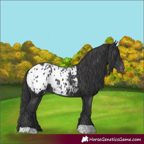 Horse Color:Black Appaloosa Rabicano