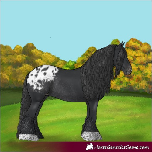 Horse Color:Black Appaloosa Rabicano 
