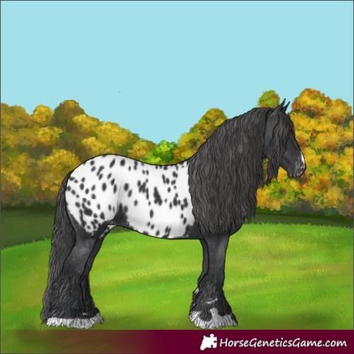 Horse Color:Black Appaloosa Rabicano 