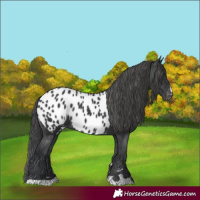 Horse Color:Black Appaloosa Rabicano 