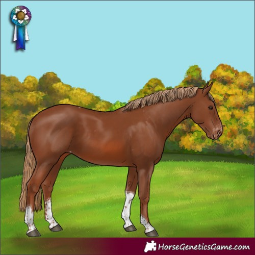 Horse Color:Chestnut Sabino Tobiano Appaloosa Rabicano 