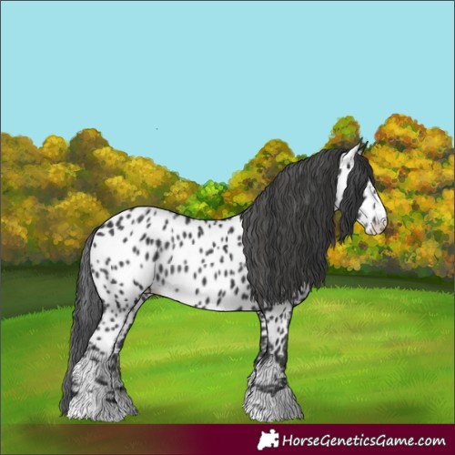 Horse Color:Black Appaloosa Rabicano