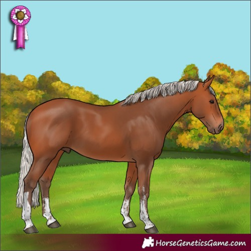 Horse Color:Silver Bay Sabino Tobiano Rabicano