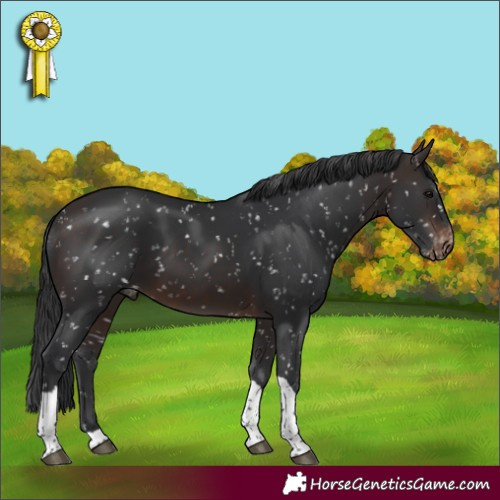 Horse Color:Brown Tobiano Appaloosa