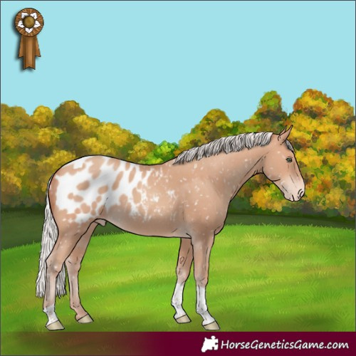 Horse Color:Silver Amber Champagne Tobiano Appaloosa 