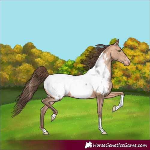 Horse Color:Amber Champagne Tobiano Appaloosa Rabicano 