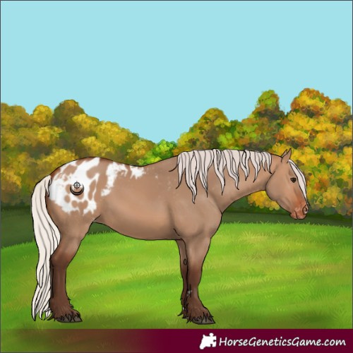 Horse Color:Silver Brown Dun Blanket