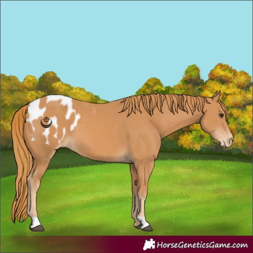 Horse Color:Chestnut Blanket 