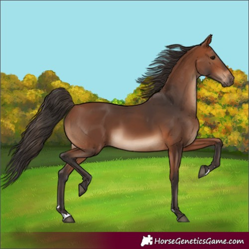 Horse Color:Bay 