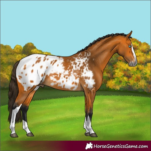 Horse Color:Gray Buckskin Splash Tobiano Appaloosa Rabicano 