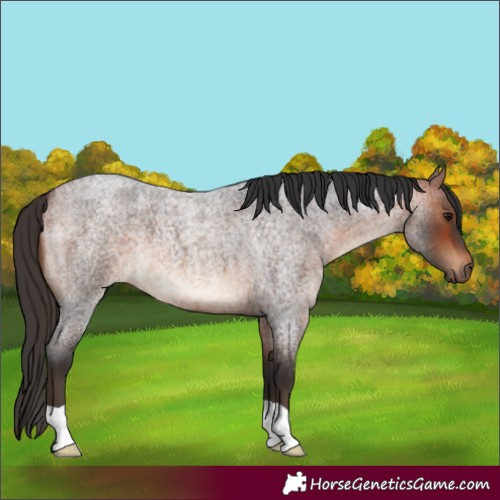 Horse Color:Bay Roan