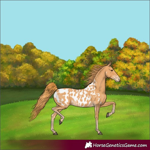 Horse Color:Chestnut Appaloosa