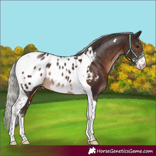 Horse Color:Silver Brown Sabino Tobiano Appaloosa Rabicano
