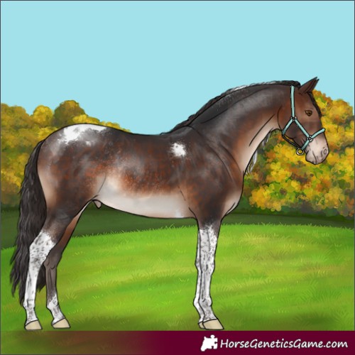 Horse Color:Brown Tobiano Appaloosa Rabicano