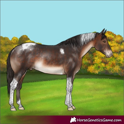 Horse Color:Brown Tobiano Appaloosa Rabicano 