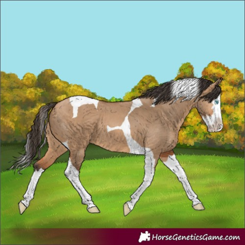 Horse Color:Bay Dun Splash Tobiano 