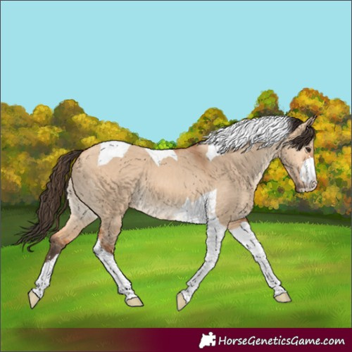 Horse Color:Bay Dun Tobiano