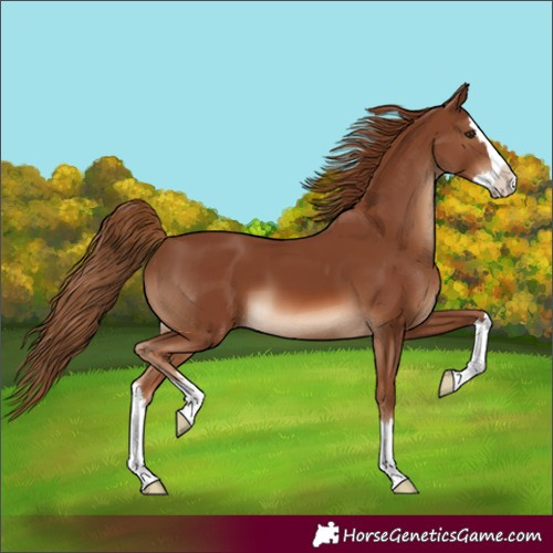 Horse Color:Chestnut Splash 