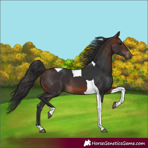 Horse Color:Brown Tobiano 
