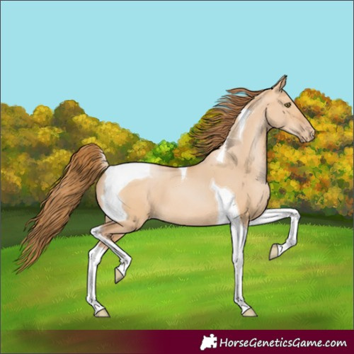 Horse Color:Bay Pearl Dun Tobiano 