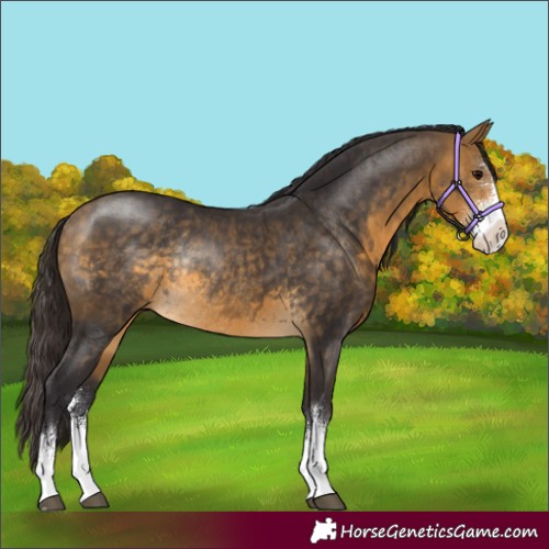 Horse Color:Buckskin Sabino Rabicano