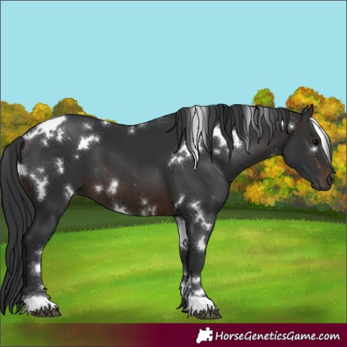 Horse Color:White Spotted Brown 
