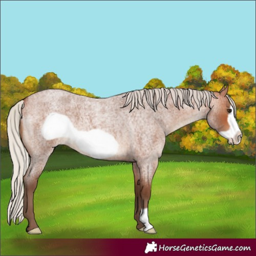 Horse Color:Silver Bay Roan Frame 