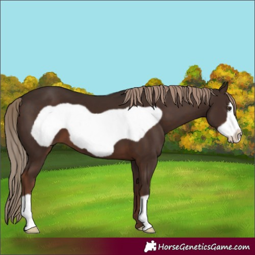 Horse Color:Liver Chestnut Frame