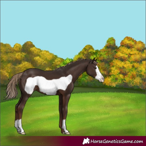 Horse Color:Liver Chestnut Frame