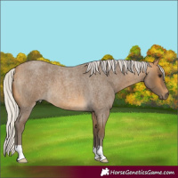 Horse Color:Silver Buckskin Roan