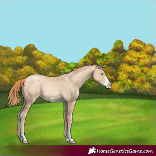 Horse Color:Smoky Black Pearl Frame