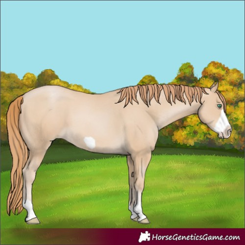 Horse Color:Smoky Black Pearl Frame