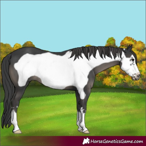 Horse Color:Black Frame