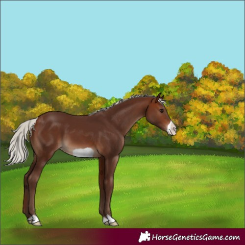Horse Color:Silver Brown Frame 