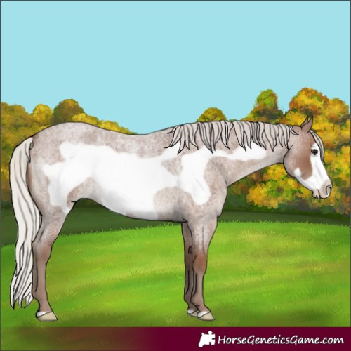 Horse Color:Silver Blue Roan Frame