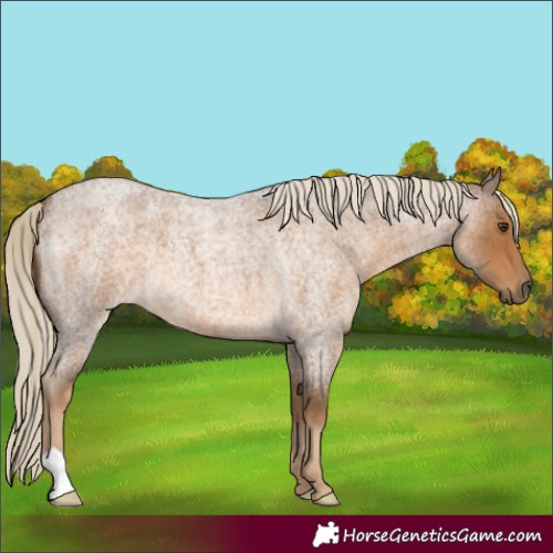 Horse Color:Chocolate Palomino Roan